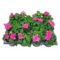 Bild von Impatiens P9 Pink
